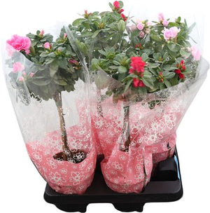 Mixed Rhododendron Azalea (Rhododendron simsii) – 15cm Pot