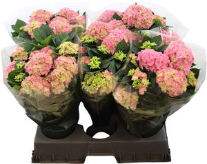 Pink Hydrangea macrophylla – 14cm Pot, 40cm High