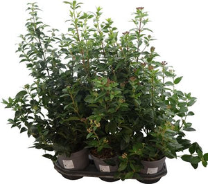 Viburnum tinus Laurustinus – 19cm Pot, 75cm