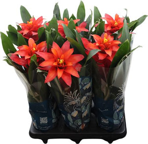 Red Guzmania (Guzmania) – 12cm Pot, 48cm High