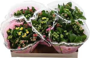 Kalanchoe Carnaval – 23cm Pot, 27cm High