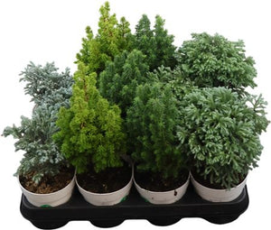 Mixed Chamaecyparis Garden Plant – 11cm Pot