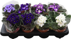 Mixed Saintpaulia African Violet – 12cm Pot