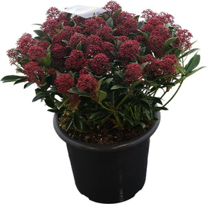 Skimmia japonica 'Antique' – 31cm Pot, 65cm High
