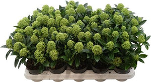 Skimmia japonica 'White Globe' – 10.5cm Pot