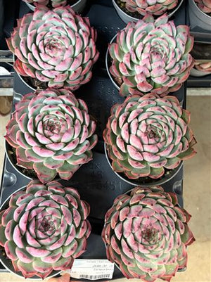 Echeveria ‘Mazarine’ Mixed Succulent – 12cm Pot