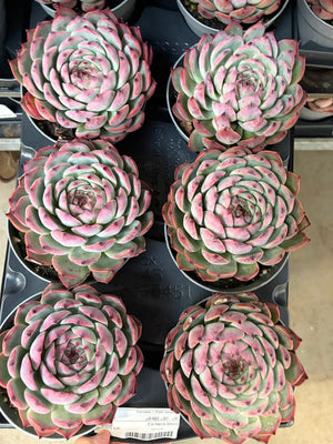 Echeveria ‘Mazarine’ Mixed Succulent – 12cm Pot
