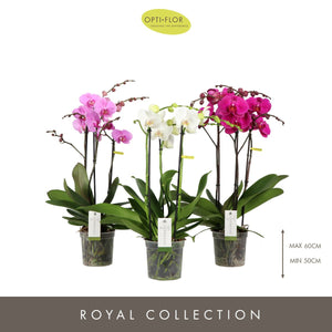 Mixed Phalaenopsis Orchid – 15cm Pot, 60cm Tall