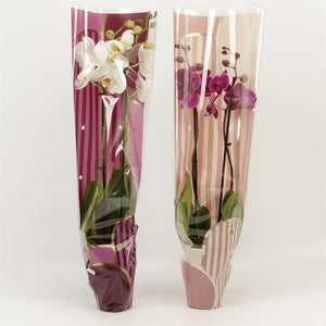 Mixed Phalaenopsis Orchid – 12cm Pot, 65cm High