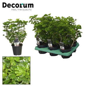 Heartleaf Polyscias – 12cm Pot, 45cm High