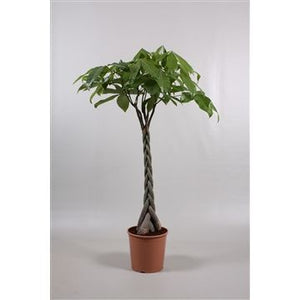 Braided Money Tree (Pachira aquatica) – 30cm Pot