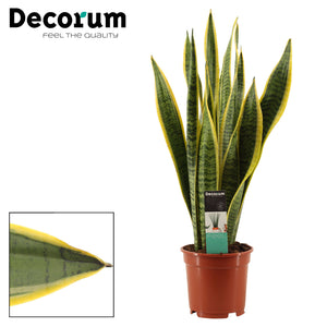 Snake Plant ‘Laurentii’ (Sansevieria trifasciata) – 17cm Pot