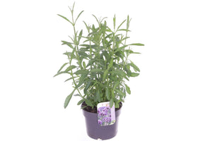 Verbena bonariensis – 17cm Pot, Approx. 60cm Tall