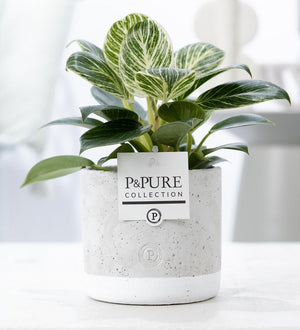 Philodendron White Wave – 12cm Pot, 35cm High