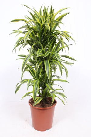Lemon Lime Corn Plant (Dracaena fragrans) – 27cm Pot