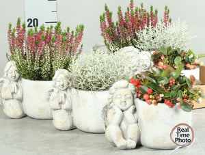 Indoor Garden Plant Arrangement – 17cm Ceramic Pot