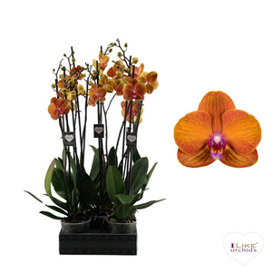 White Phalaenopsis Orchid – 12cm Pot, 65cm Tall