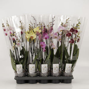 Mixed Phalaenopsis Orchid – 3 Stem, 12cm Pot