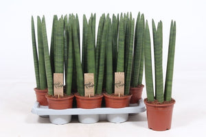 Cylindrical Snake Plant (Sansevieria cylindrica) – 14cm Pot