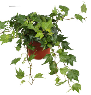 Green Ripple Ivy (Hedera helix) – 13cm Pot