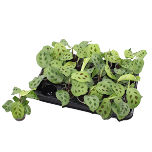 Prayer Plant (Maranta kerchoveana) – 6cm Pot