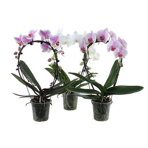 Mixed Phalaenopsis Orchid – 2 Stem, 12cm Pot