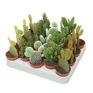 Mixed Opuntia Cactus – 5.5cm Pot
