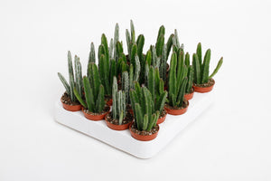 Stapelia Succulent Mix – 5.5cm Pot