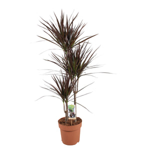 Dragon Tree (Dracaena marginata) – 21cm Pot, 120cm