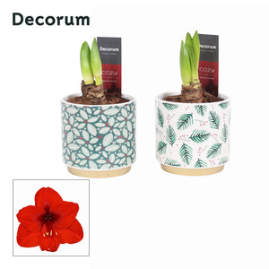White Hippeastrum (Amaryllis) – 12cm Ceramic Pot