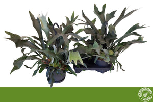 Staghorn Fern (Platycerium bifurcatum) – 20cm Pot