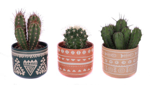 Mixed Cactus Collection in Ceramic Agadir Pot – 9cm