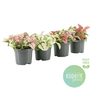 Mixed Hypoestes Polka Dot Plant (Hypoestes phyllostachya) – 8.5cm Pot