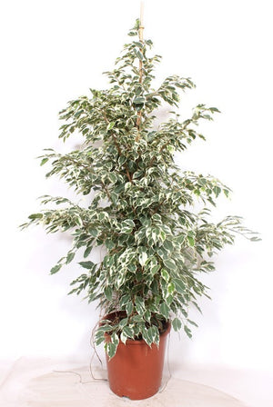 Ficus benjamina ‘Be Twilight’ – 27cm Pot, 135cm Tall