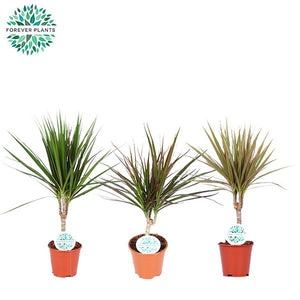 Dracaena Marginata Dragon Tree – 14cm Pot, 55cm High