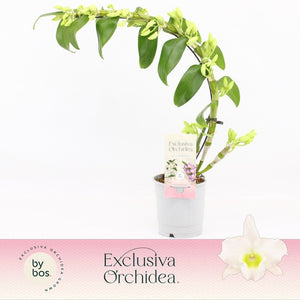 White Dendrobium Nobile Orchid – 12cm Pot