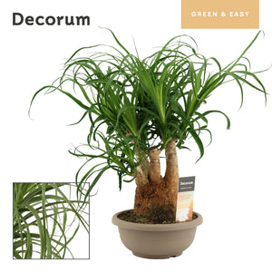Ponytail Palm (Beaucarnea recurvata) – 20cm Pot