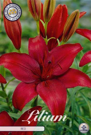 Yellow Asiatic Lily Bulb – Lilium asiaticum