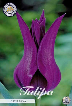 Tulipa ‘Lilyflowering Purple Dream’ Flower Bulbs – Size 12