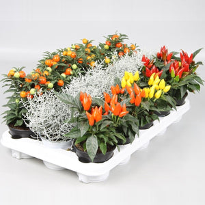 Mixed Autumn Green Houseplant – 10.5cm Pot