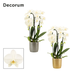 White Phalaenopsis Orchid – 2 Stem, 12cm Ceramic Pot