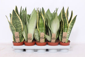 Snake Plant (Sansevieria trifasciata) – 12cm Pot
