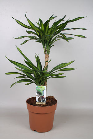 Dracaena fragrans Corn Plant – 21cm Pot, 70cm High
