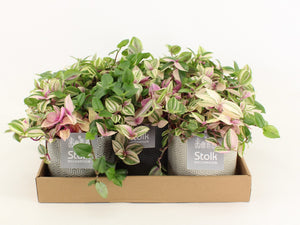 Tradescantia Quadricolor – 13cm Ceramic Pot