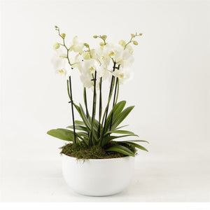 White Phalaenopsis Orchid – 26cm Ceramic Pot