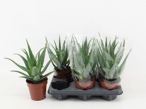 Aloe Arborescens – 12cm Pot, Approx. 20cm High