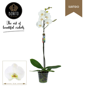 White Phalaenopsis Orchid – 12cm Pot, 70cm Tall