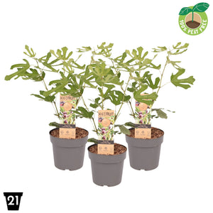 Little Miss Figgy Fig Tree (Ficus carica) – 21cm Pot