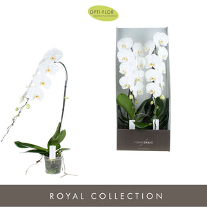 White Phalaenopsis Orchid ‘Yosemite Falls’ – 15cm Pot