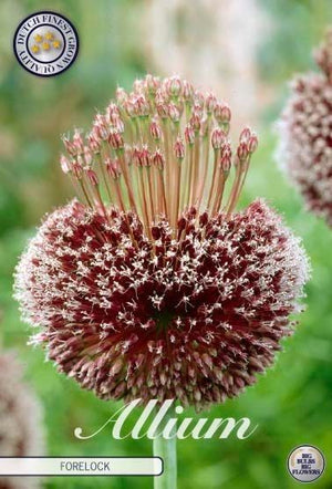 Allium ‘Forelock’ Flower Bulbs – Mixed Colours